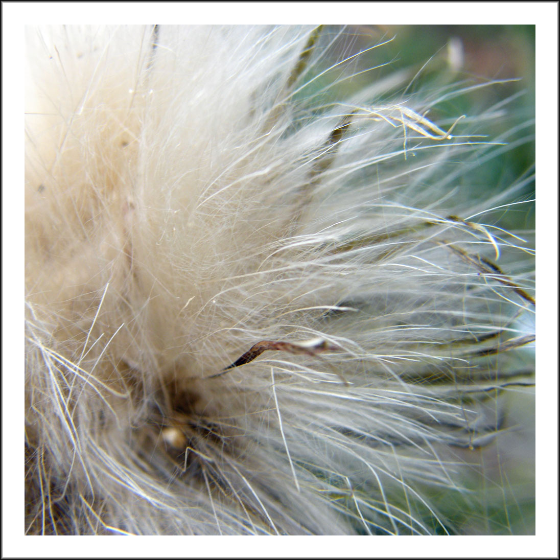 Featherlight TRAVEL WORDS