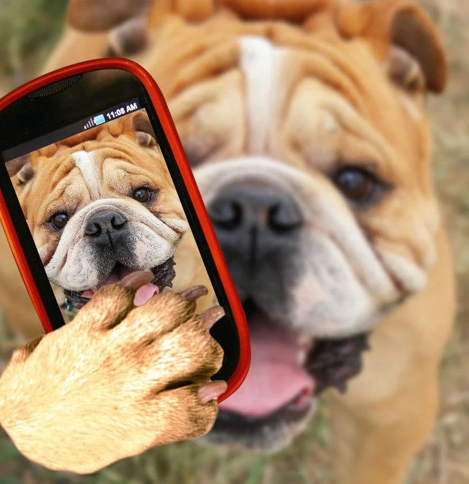 Instagram Hashtags for Dogs to Grow Your Following