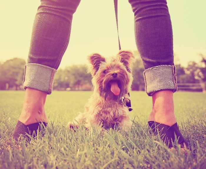 Instagram Hashtags for Dogs to Grow Your Following