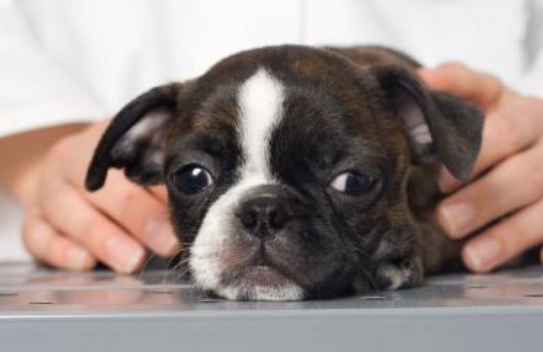 Breed Clubs How Joining A National Or Local Breed Club Helps Your Dog