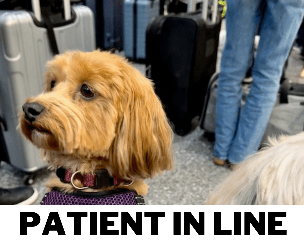 The Problem with Airport Pet Relief Stations