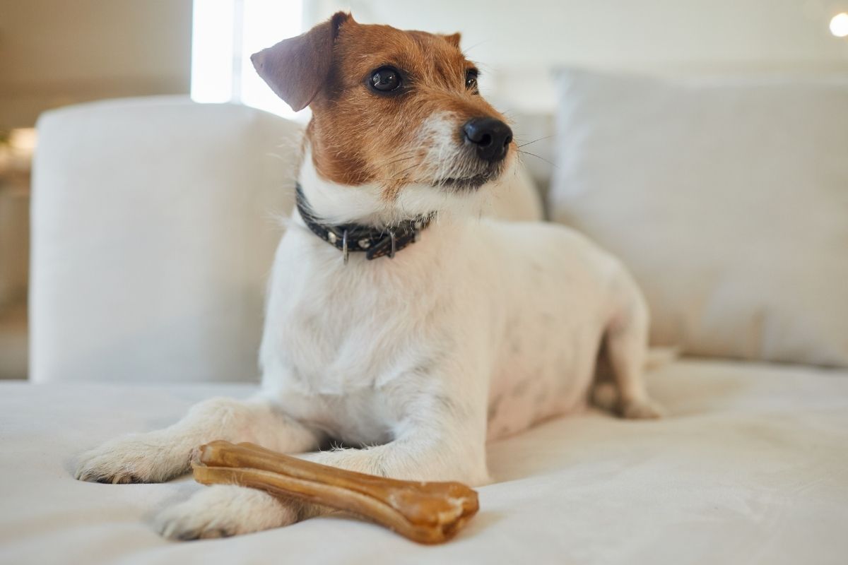 Everything You Should Know About Raw Bones For Small Dogs
