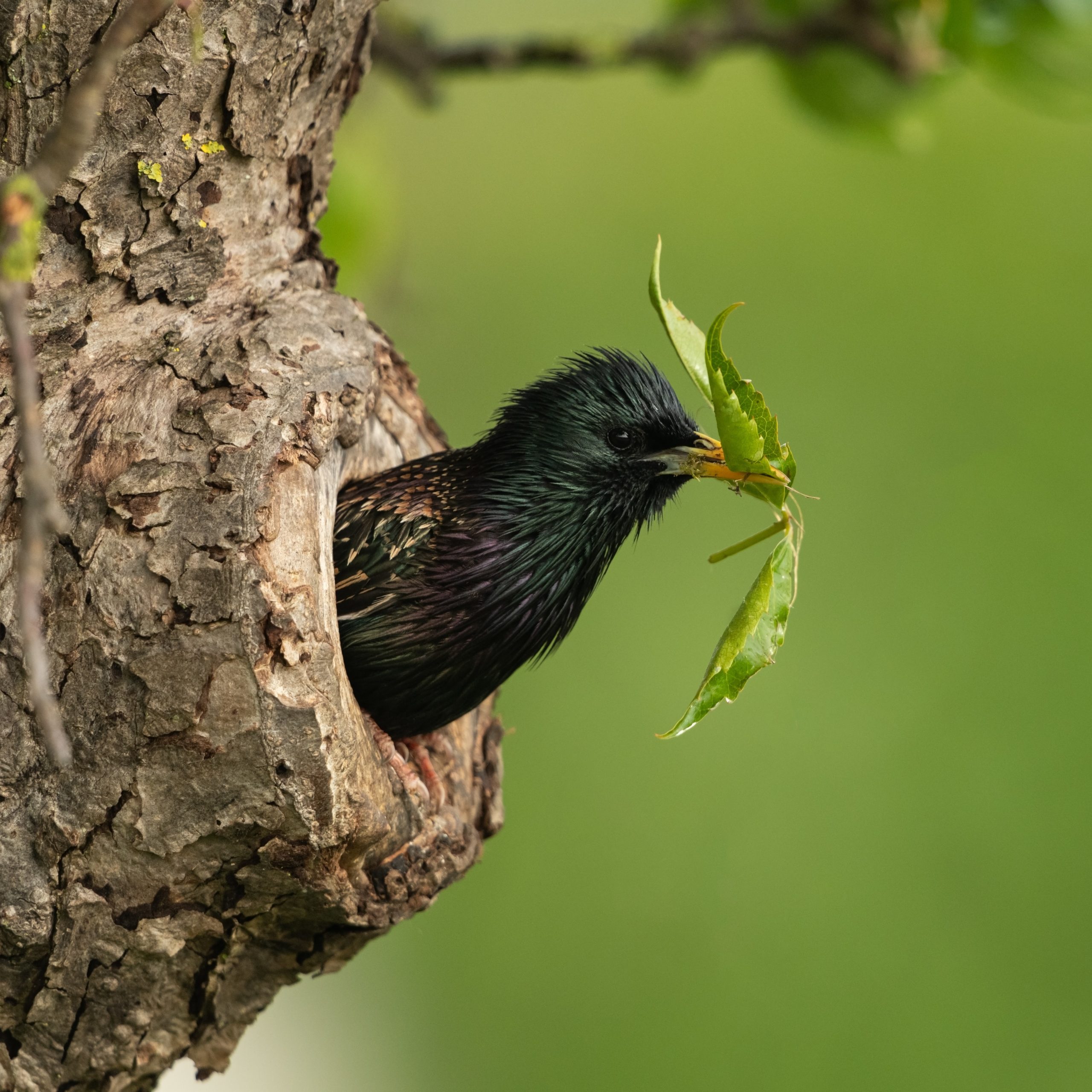 Nesting birds 59 days away and counting Small Ecology