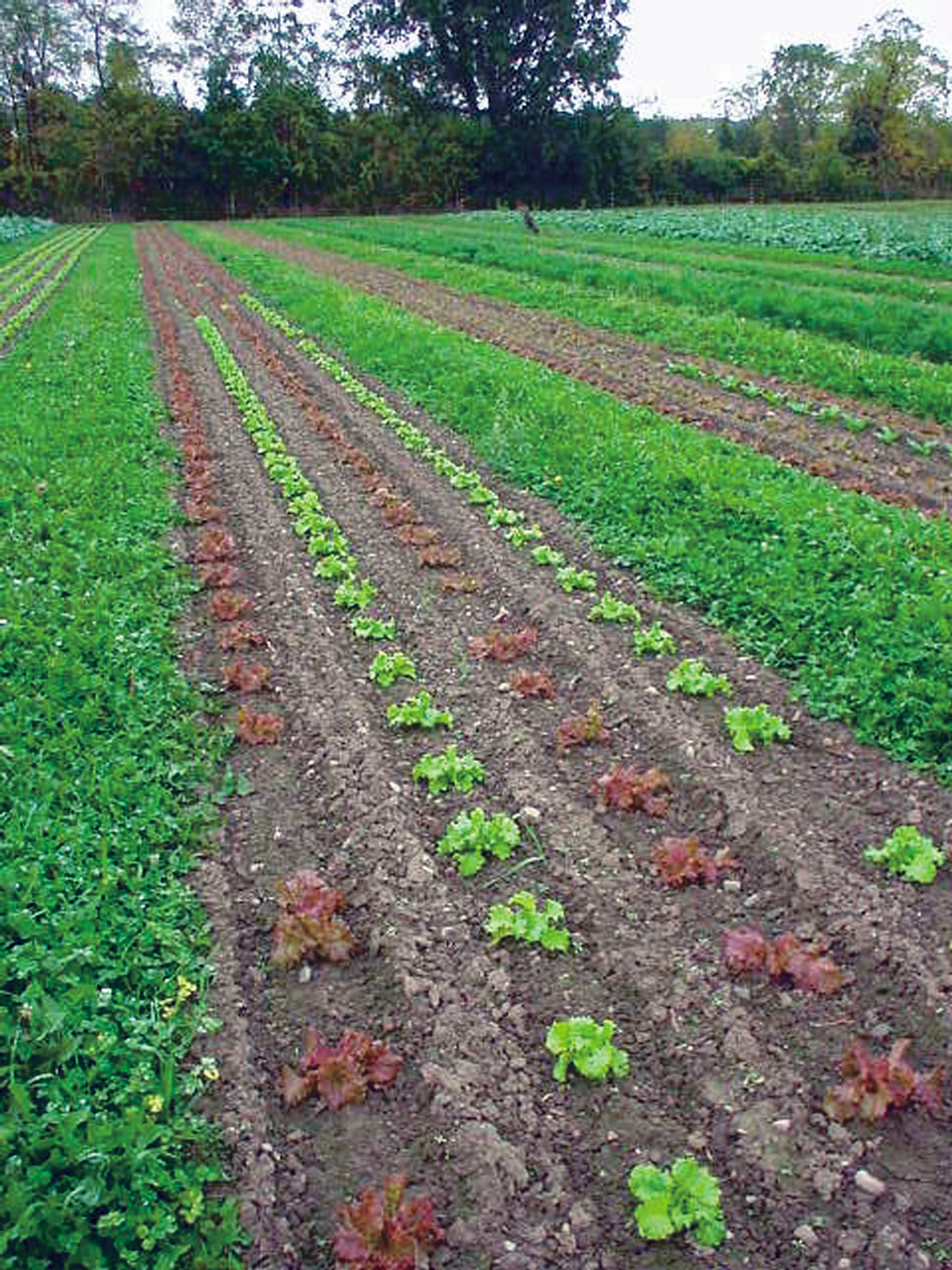 Cultivating Questions Evolution of a Permanent Bed System Small