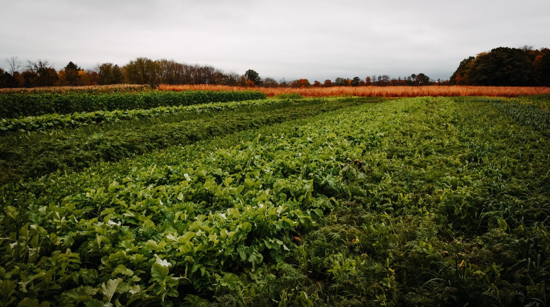 Cover Crop Economics Opportunities to Improve Your Bottom Line in Row