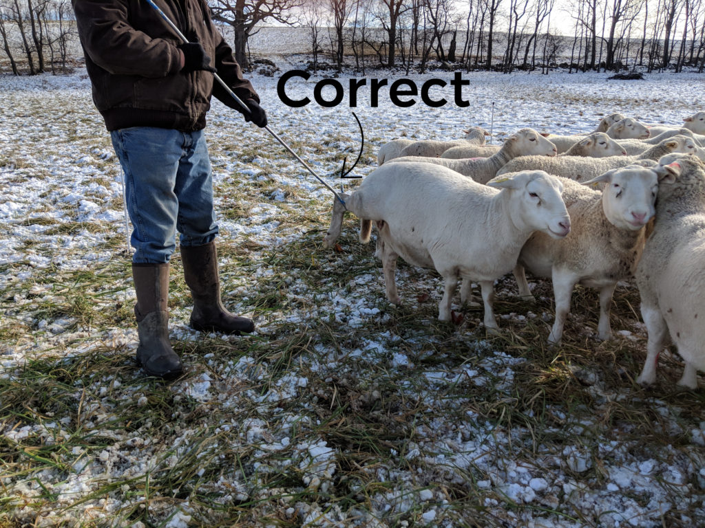 How to Catch a Sheep Cornell Small Farms