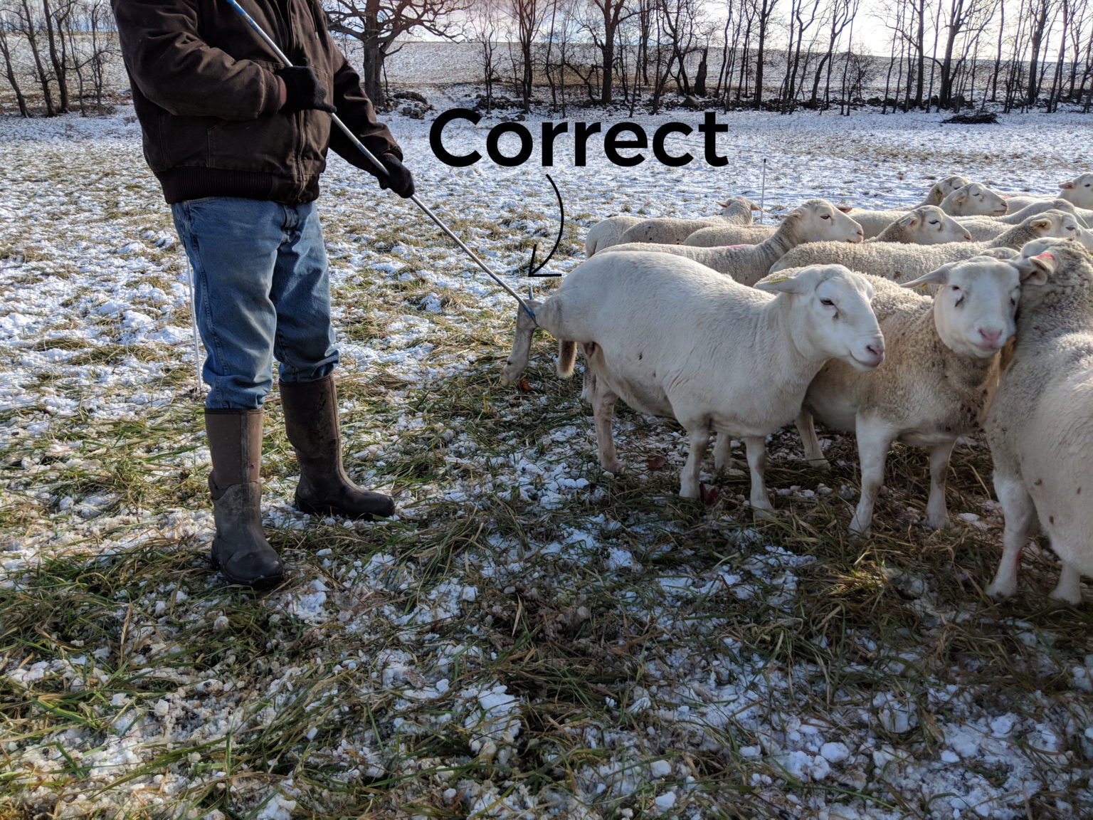 How to Catch a Sheep Cornell Small Farms