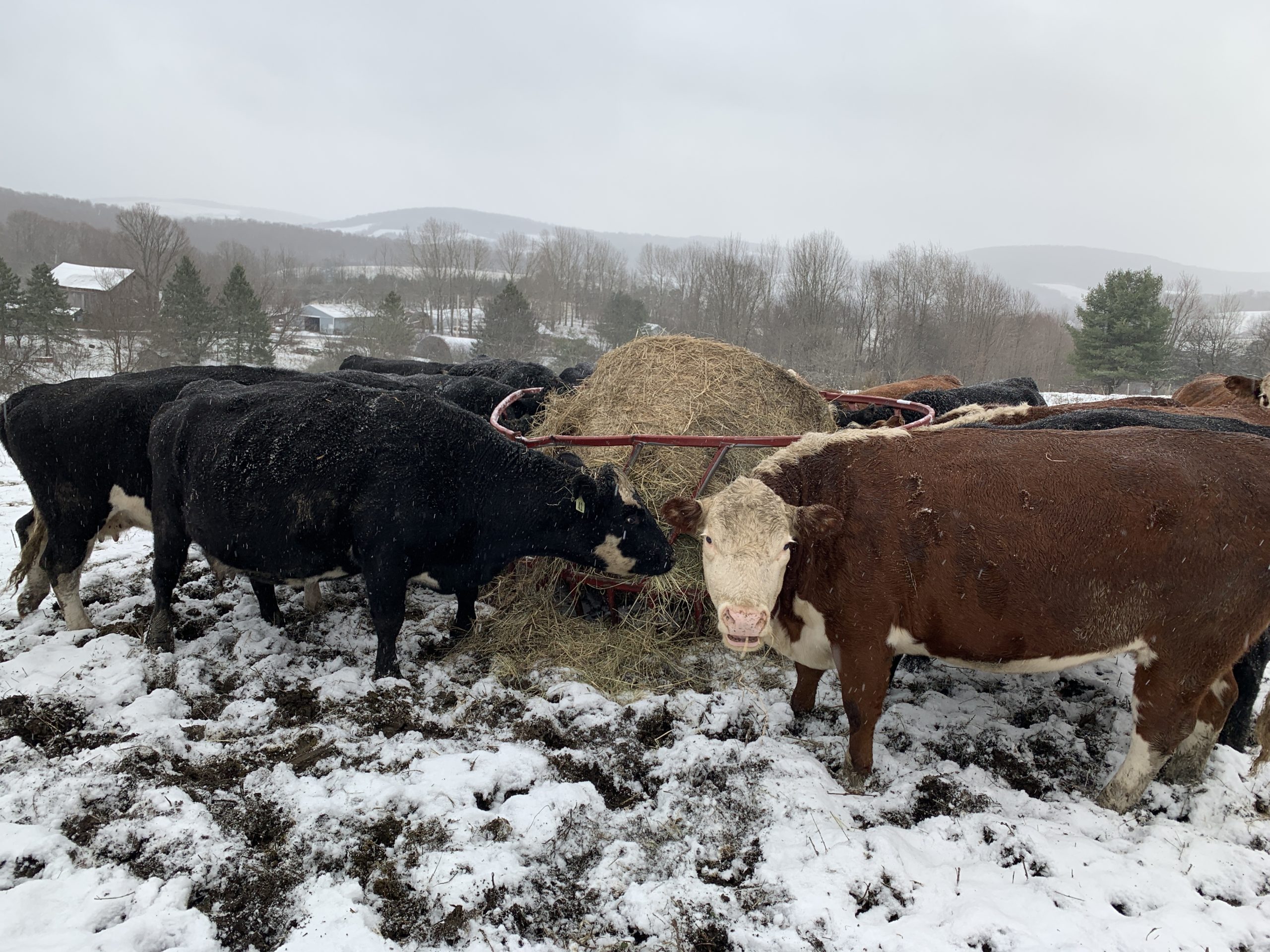 Beef Cows In Winter