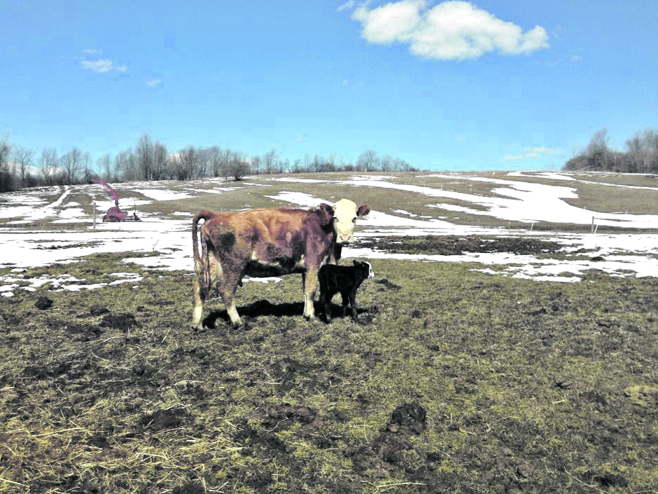 How to Keep Your Beef Cattle Healthy Cornell Small Farms