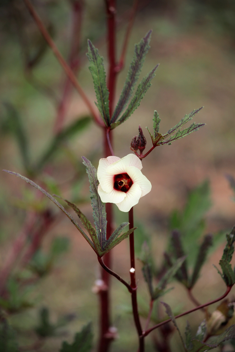 Mediterranean Okra and Tomato Stew Love is Love Farm at Gaia Gardens