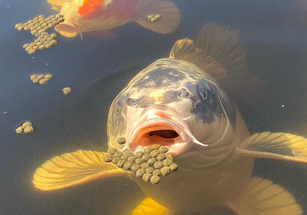 Can Koi Eat Goldfish Food? What You Should Know Small Fish Tank