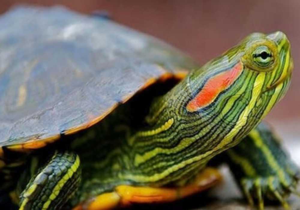 Do Koi Fish Eat Turtles? Can They Live Together? Small Fish Tank