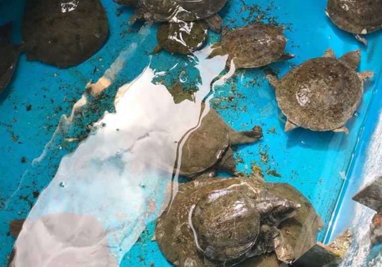 Do Koi Fish Eat Turtles? Can They Live Together? Small Fish Tank