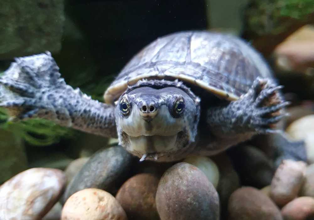 Do Koi Fish Eat Turtles? Can They Live Together? Small Fish Tank