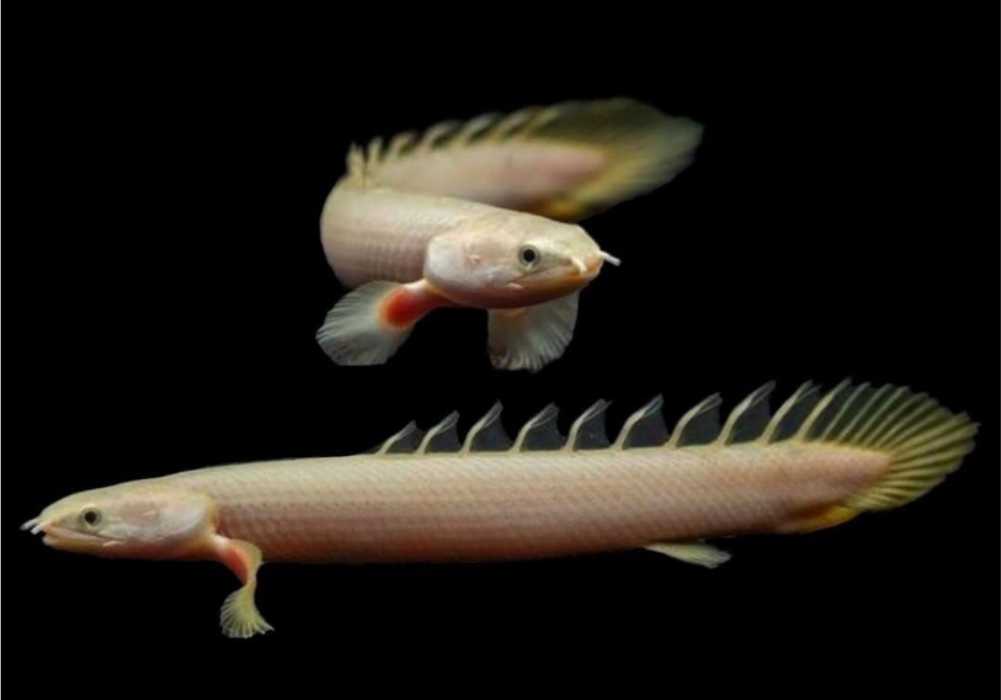 (The List) Oscar Tank Mates What Fish Can Live With Oscars? Small Fish Tank