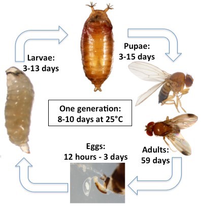 Fruit Fly Larvae Stages