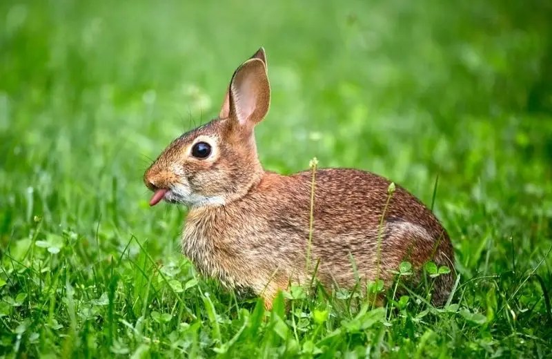 Can Rabbits See Ghosts? (Explained)