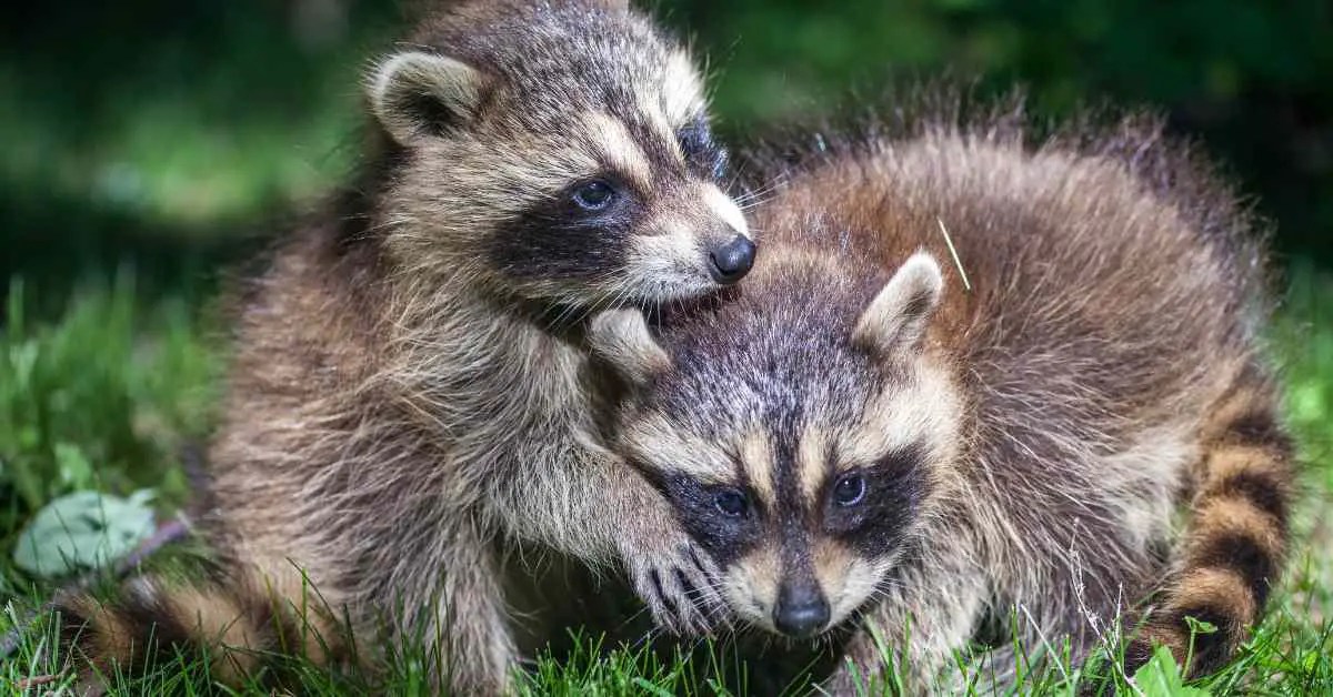 Do Raccoons Mate With Their Siblings? Small Garden DIY