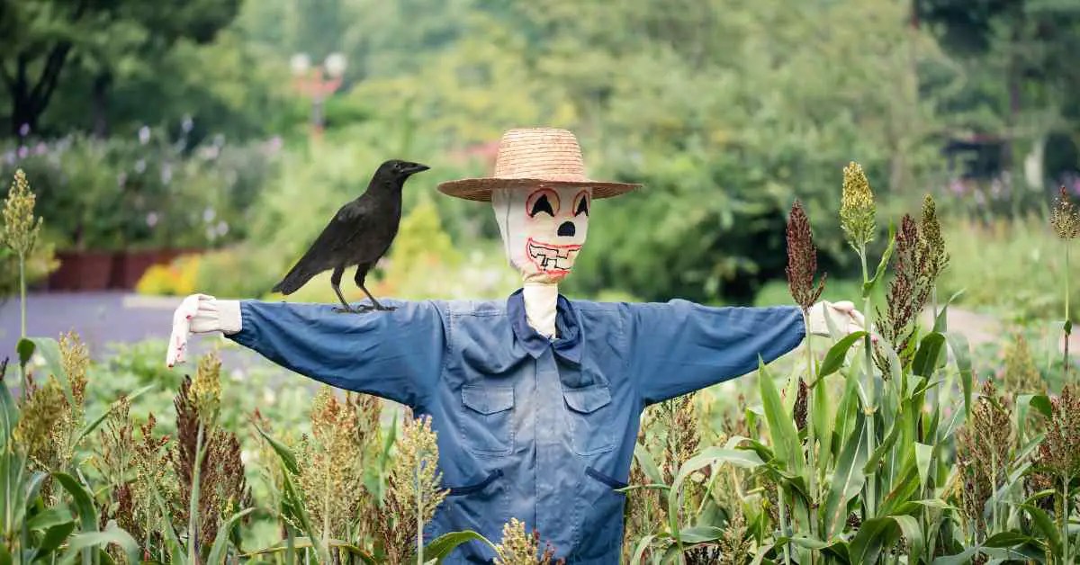 Do Scarecrows Scare Crows? Small Garden DIY