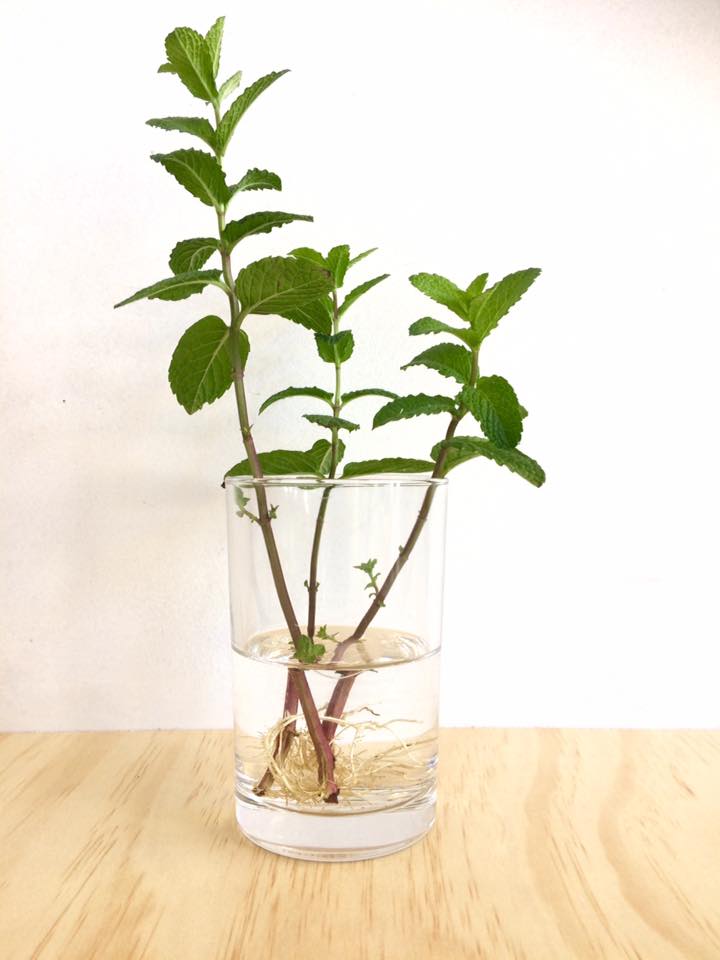 How to grow mint in a glass of water small green things