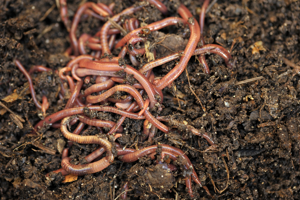 Worm farming a simple way to reduce your food waste small green things