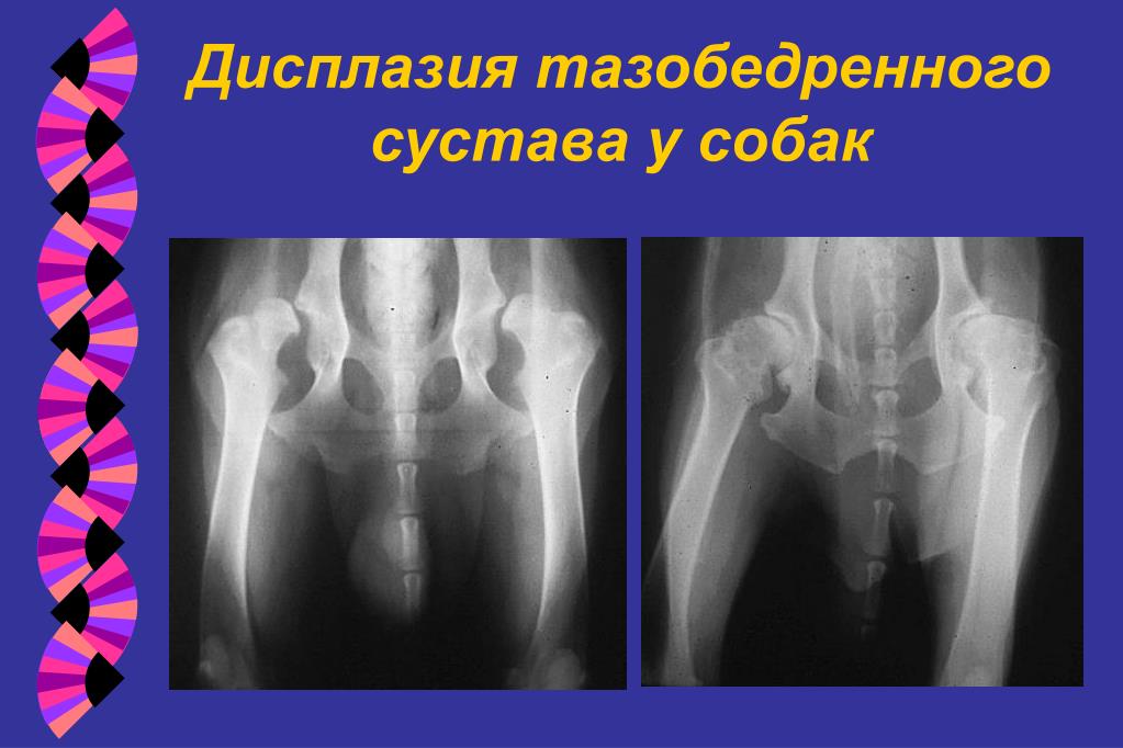Дисплазия тазобедренного сустава у собак видео А.Н.Власенко Новый