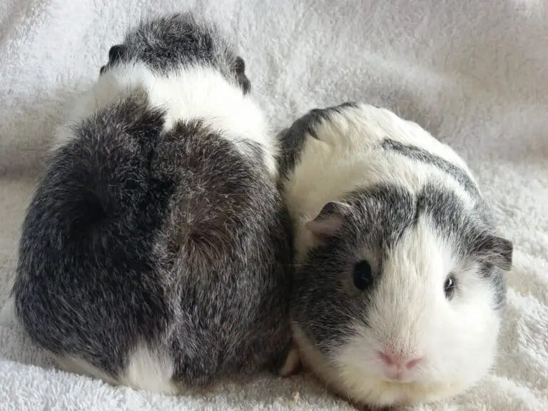 Exploring the Physiology of Guinea Pigs Can These Furry Friends Vomit