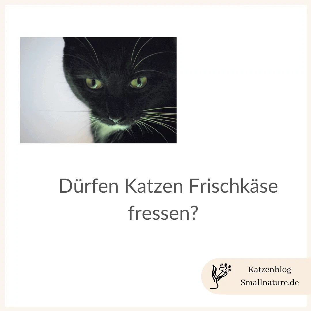 Dürfen katzen Joghurt fressen? Was beachten?
