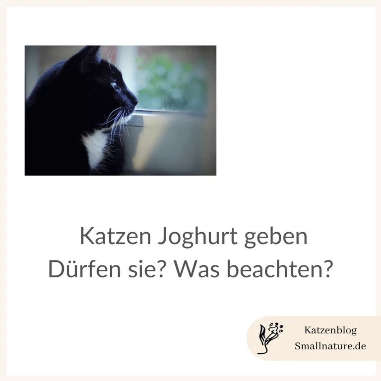 Dürfen katzen Joghurt fressen? Was beachten?