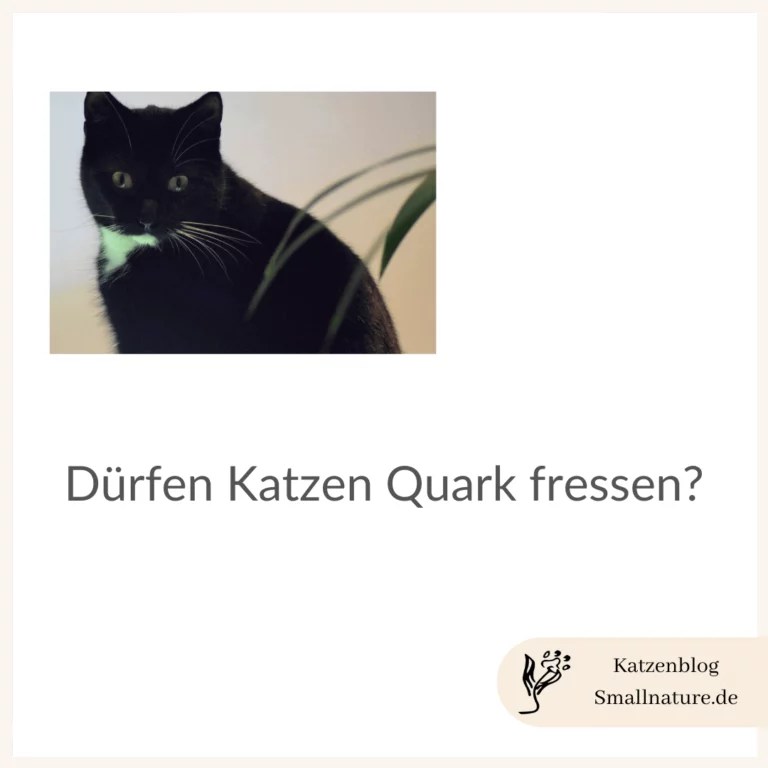 Dürfen Katzen Quark fressen? Gegen Durchfall?