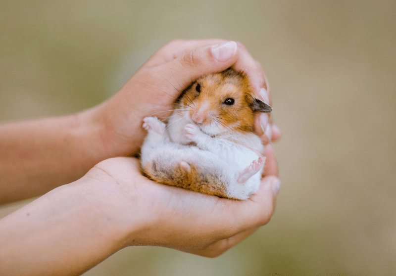 Do Hamsters Like To Be Held? Read Before Trying Small Pet Family