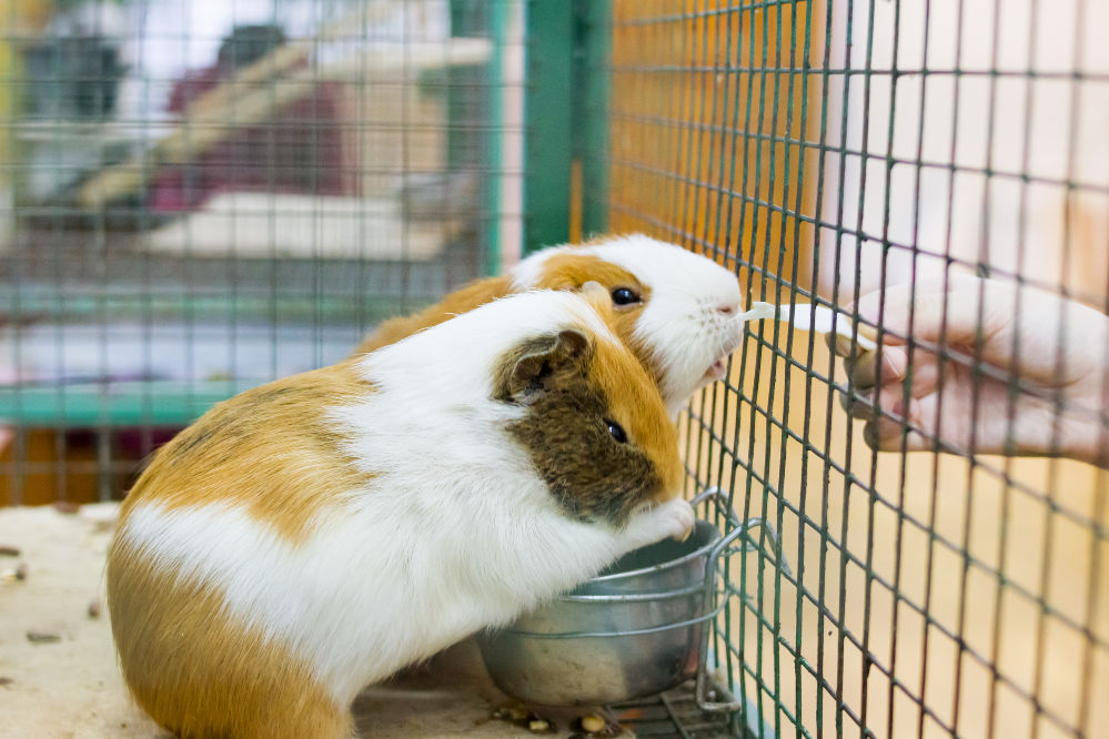 The Minimum Cage Size for Two Guinea Pigs (Expert Guide)