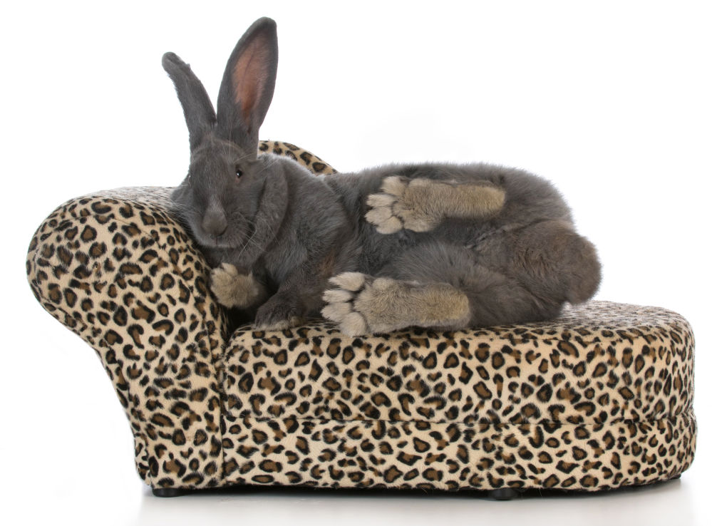 How Big Do Flemish Giant Rabbits Get? The Complete Guide