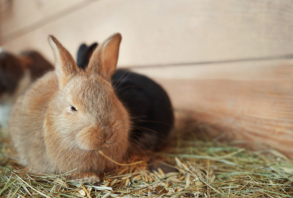 Can Rabbits Eat Kiwi? Guide To Feeding Your Rabbits Kiwi