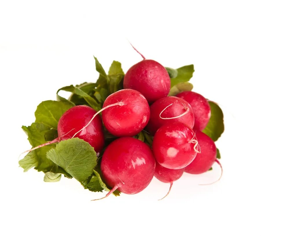 Can Rabbits Eat Radishes? An Full Guide to This Fresh Food