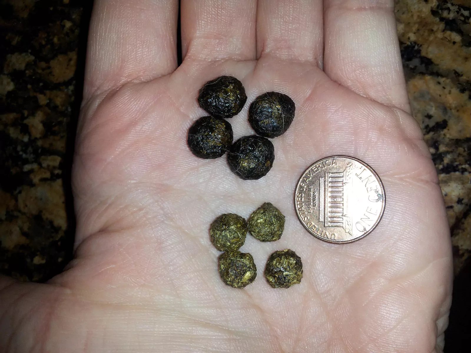 A Comprehensive Guide to Rabbit Poop What It Tells About Your Bunny Health