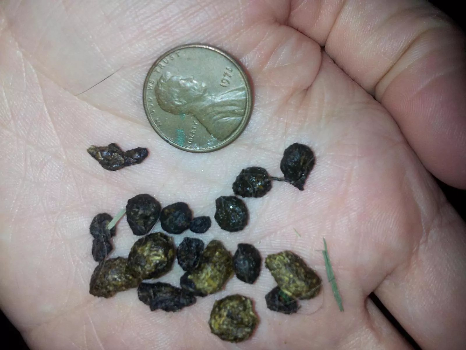 A Comprehensive Guide to Rabbit Poop What It Tells About Your Bunny Health