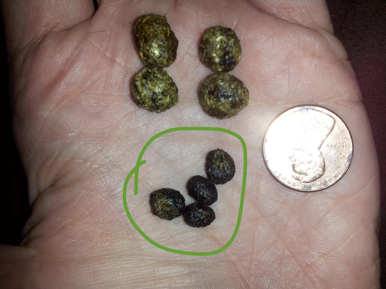 A Comprehensive Guide to Rabbit Poop What It Tells About Your Bunny Health