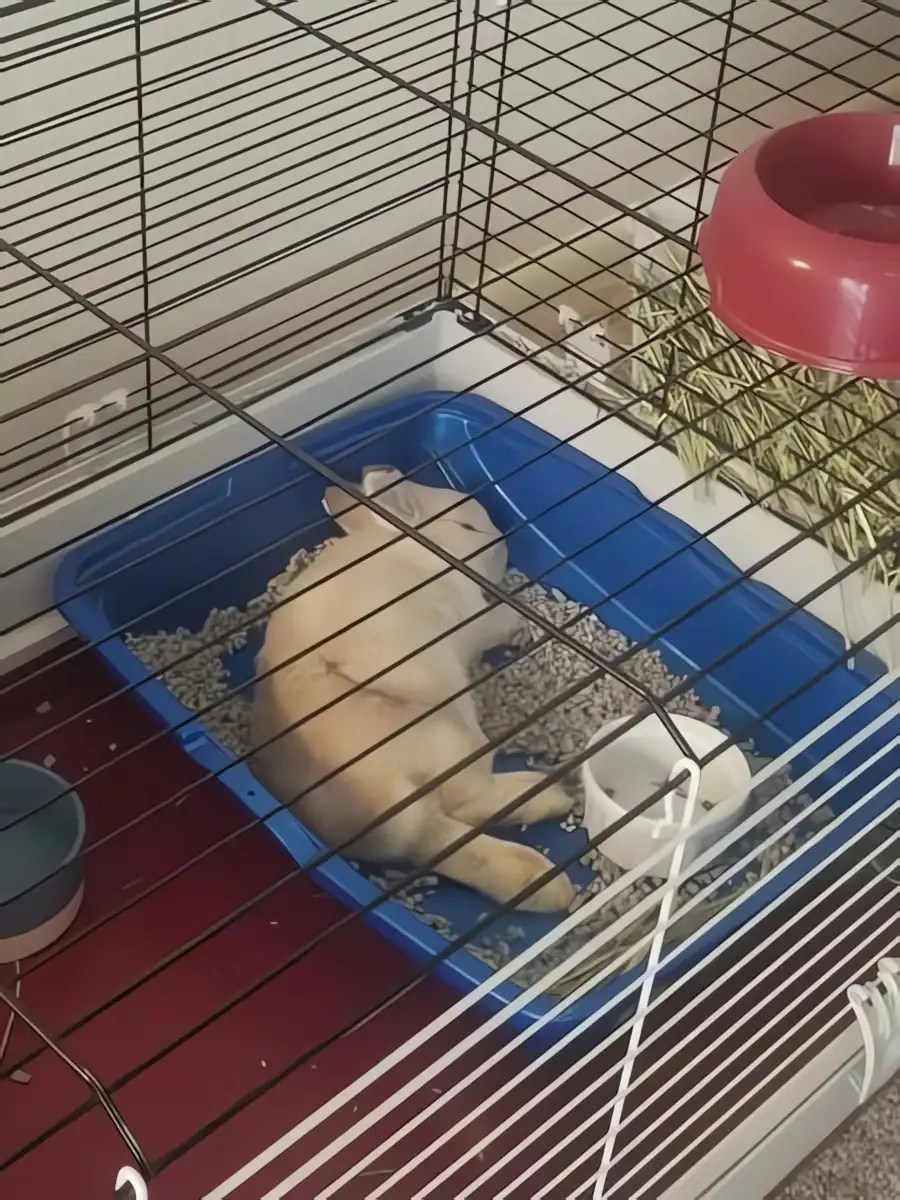 Best Litter Box for Rabbits Hop to It with My 5 Absolute Favorites!