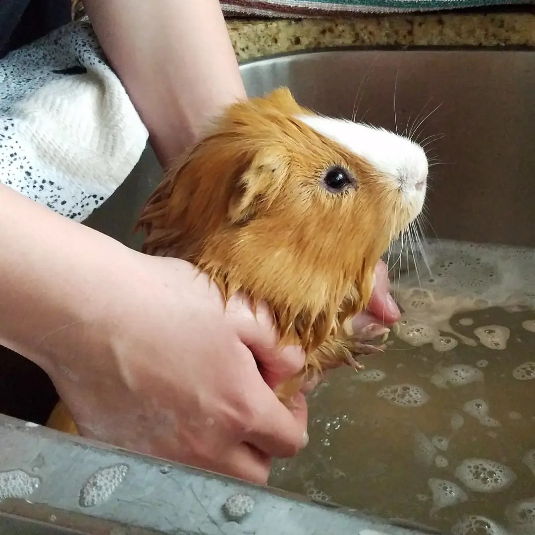 Best Shampoo for Guinea Pigs My Top 3