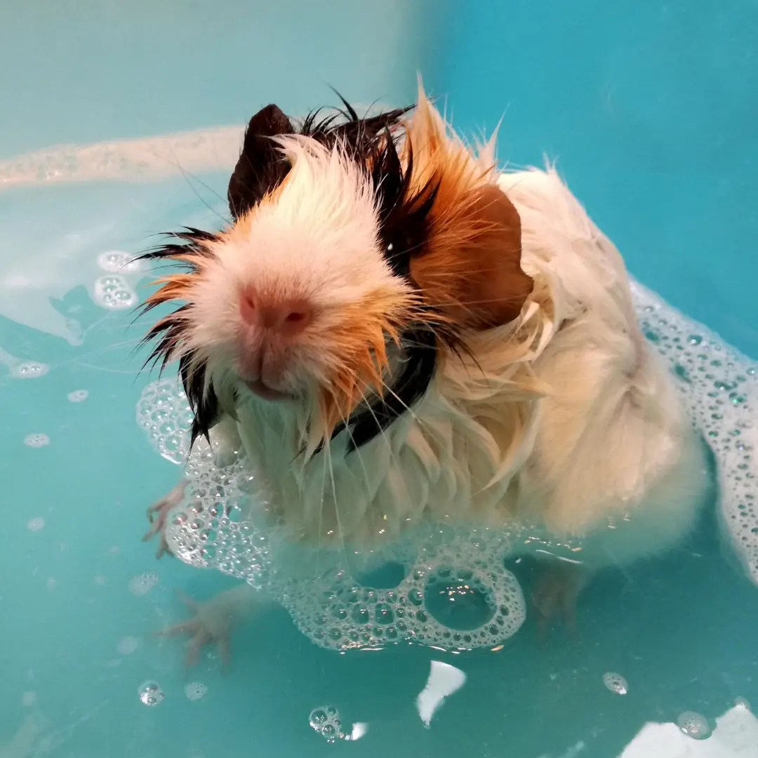 Best Shampoo for Guinea Pigs My Top 3