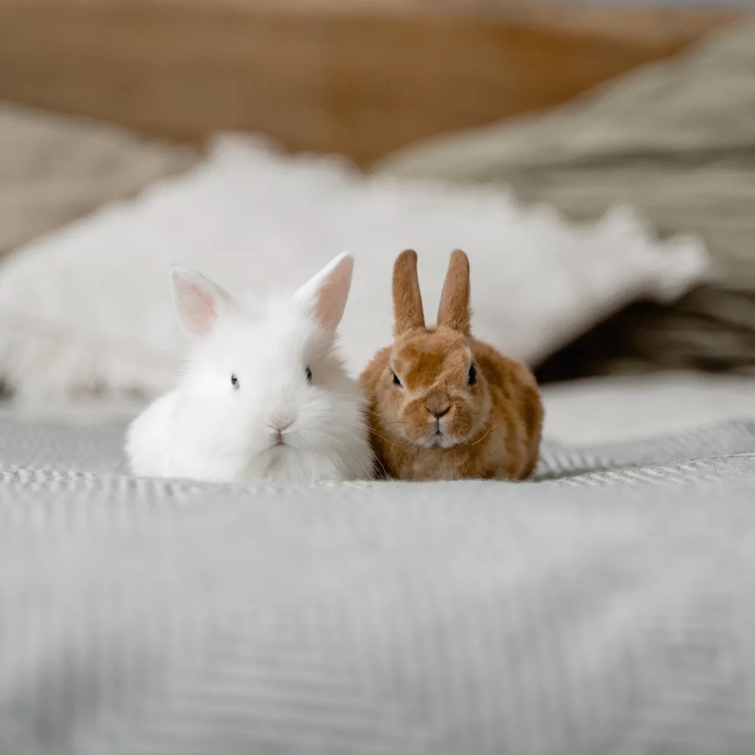 What is a Group of Rabbits Called? Join the Fluffy Fellowship!