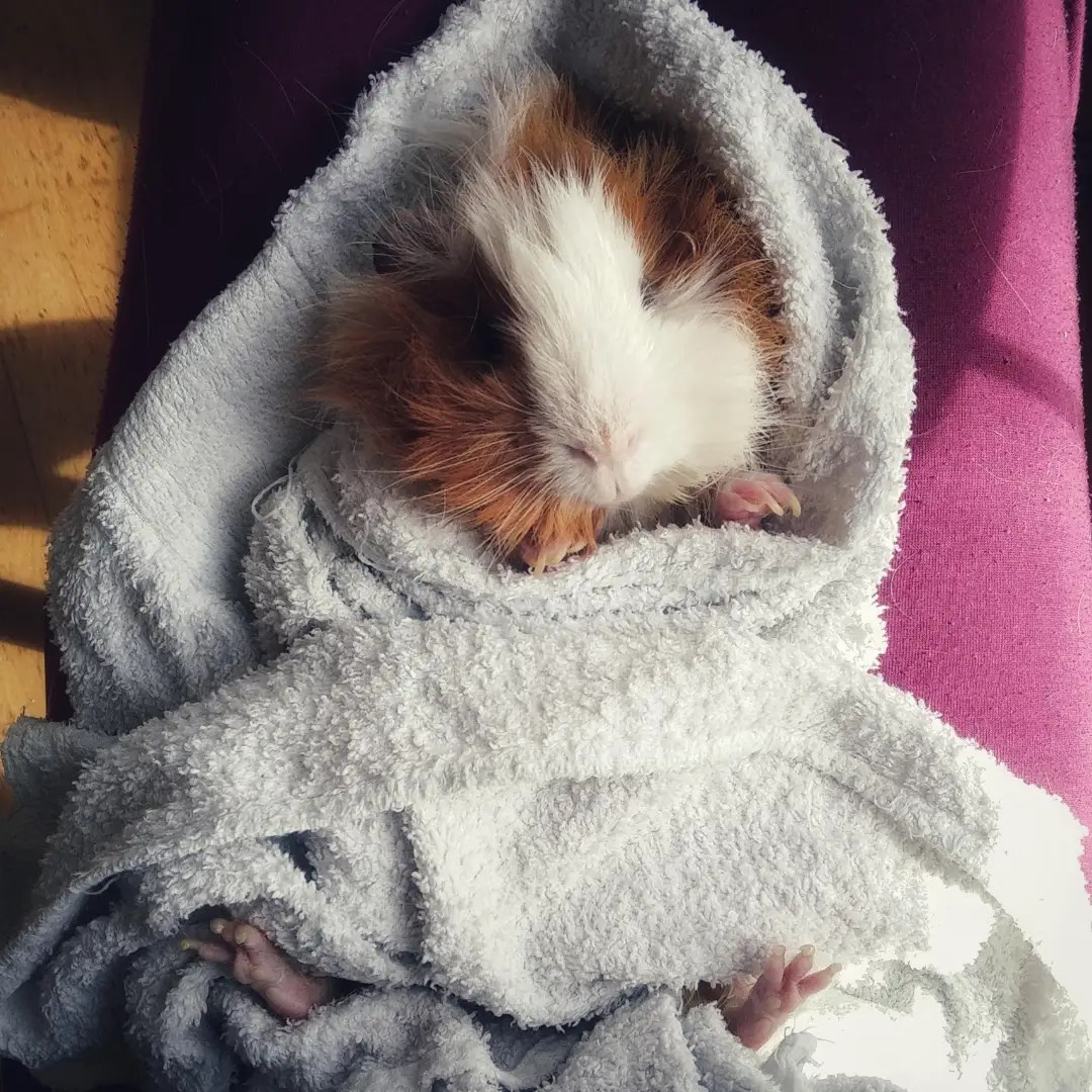 Best Shampoo for Guinea Pigs My Top 3