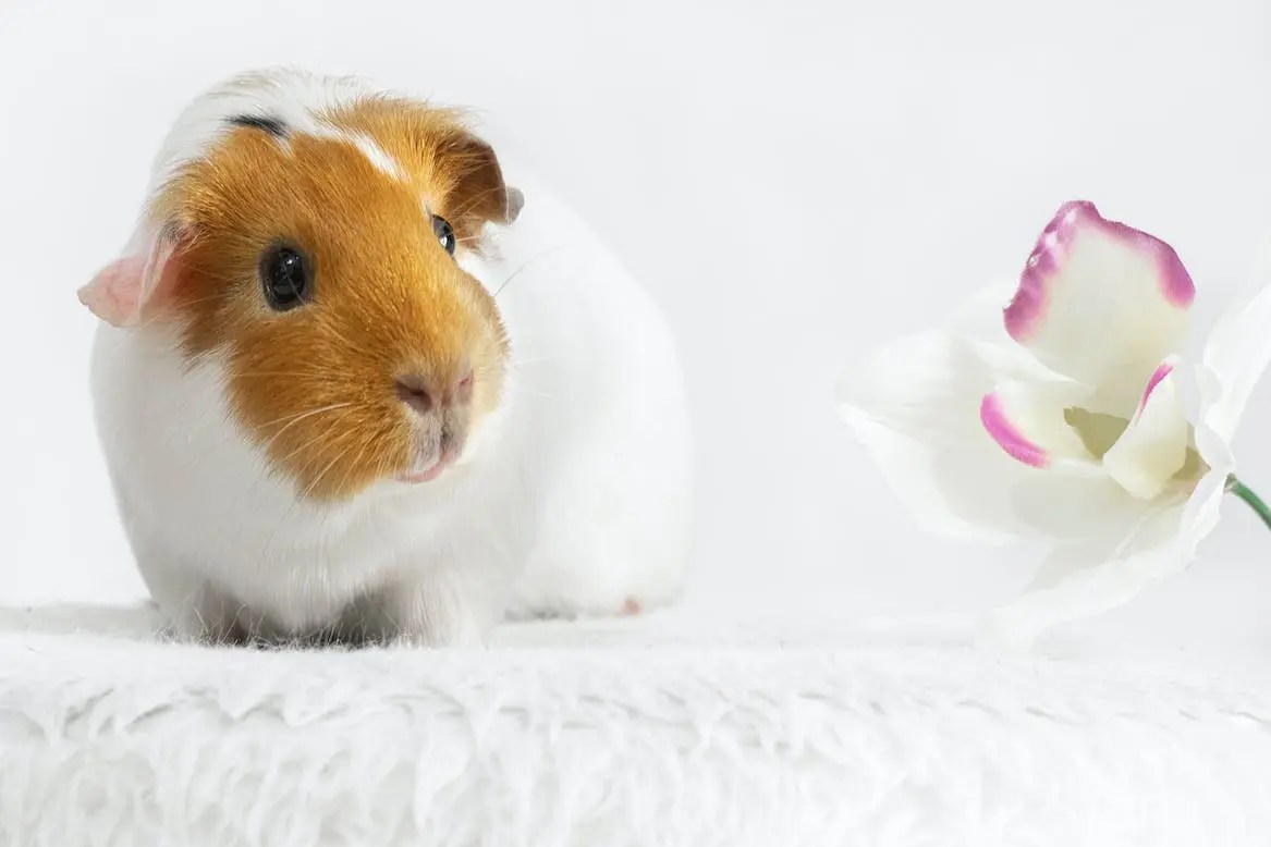 Do Guinea Pigs Smell? Let's Bust the Stink Myth!