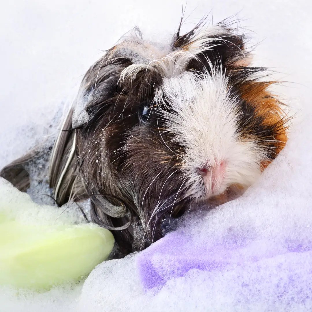 Best Shampoo for Guinea Pigs My Top 3