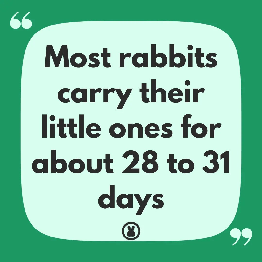 How Long Are Rabbits Pregnant? The Rabbit Baby Countdown!