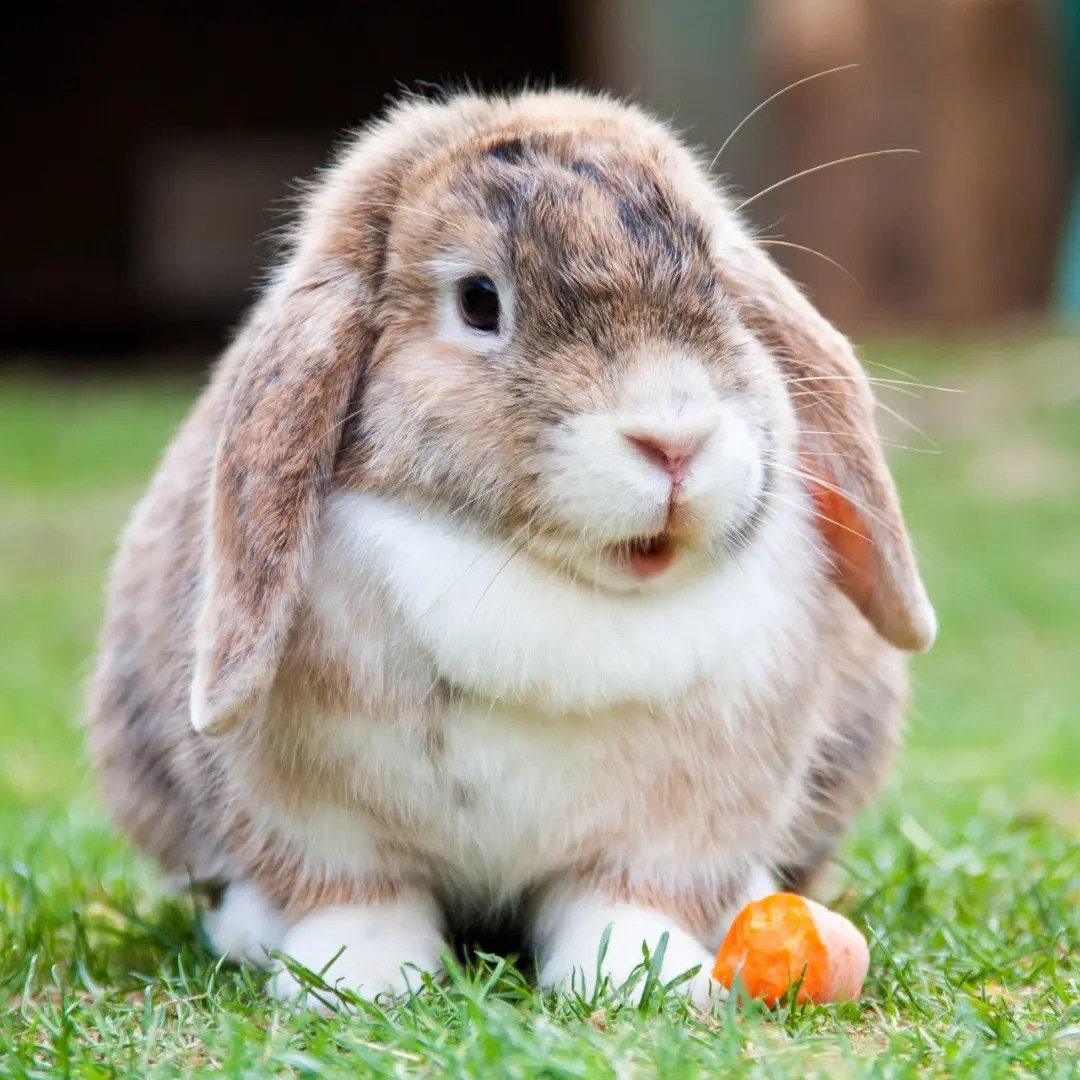 How Long Are Rabbits Pregnant? The Rabbit Baby Countdown!