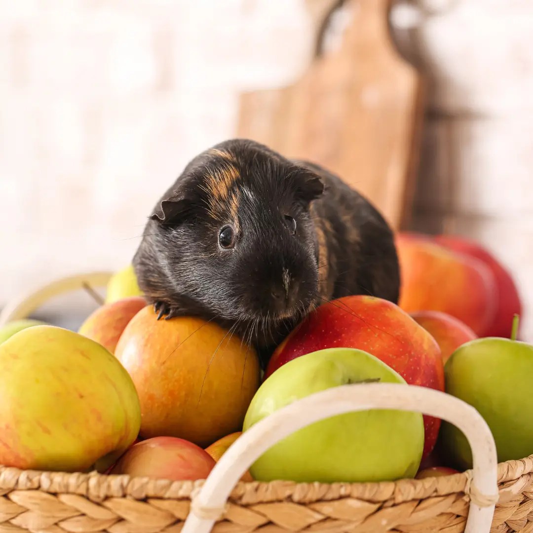 Can Guinea Pigs Eat Apples? Are Peels, Cores & Seeds Safe?