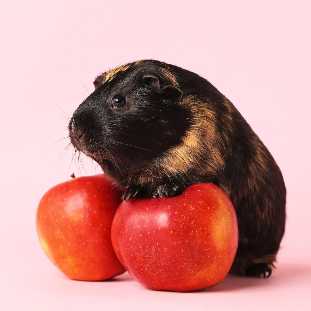 Can Guinea Pigs Eat Apples? Are Peels, Cores & Seeds Safe?