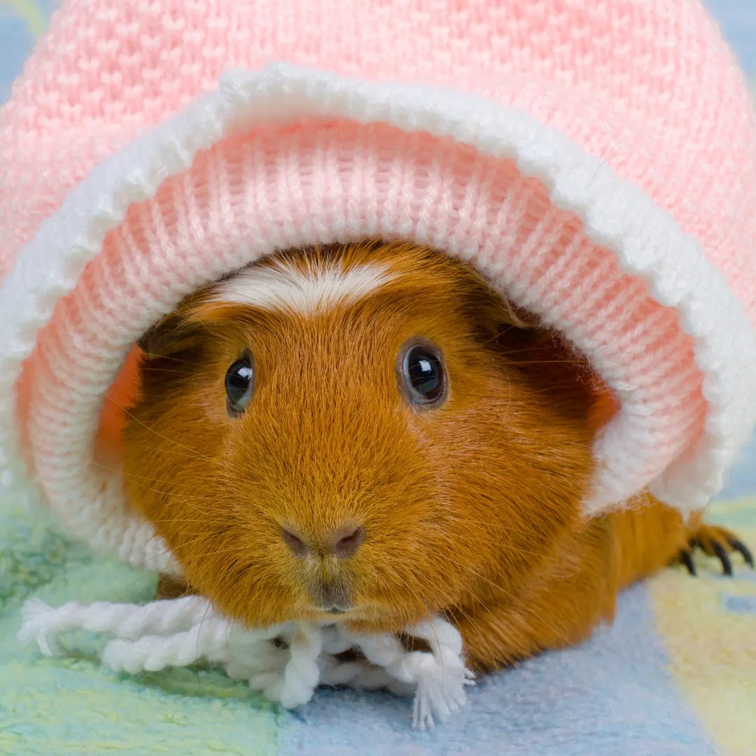 Do Guinea Pigs Hibernate? Unveiling the Winter Mystery
